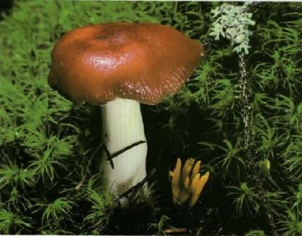  - Russula emetica